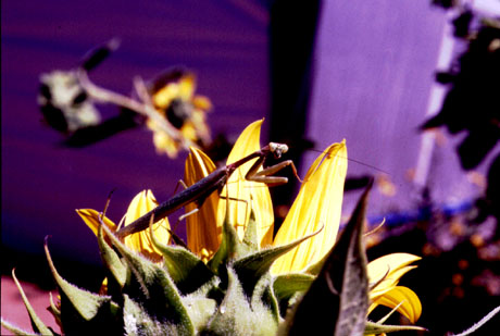Praying Mantis and Sunflower Photo