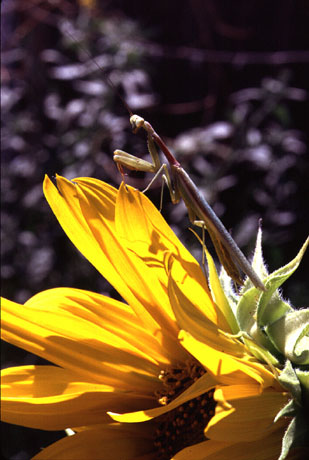 Praying Mantis on Sunflower Photo