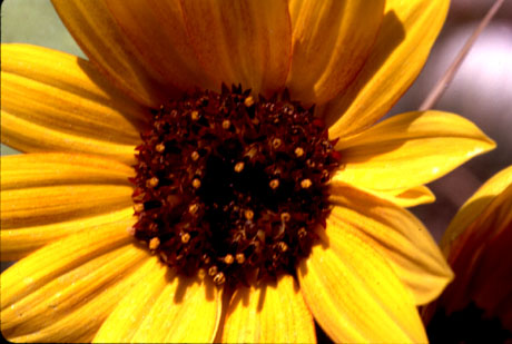 Close-up photo of Barbara's Sunflower