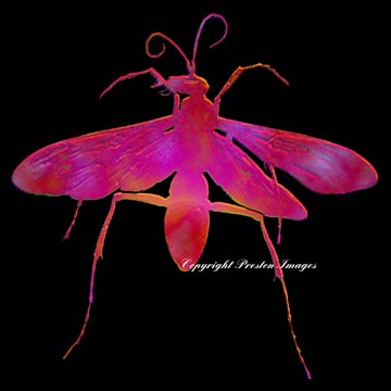 wasp art gallery image