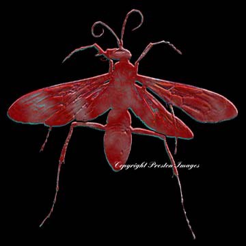 wasp art gallery image